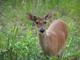 Wildlife at Tobico Marsh